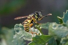 Spilomyia interrupta