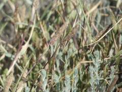 Sporobolus alopecuroides