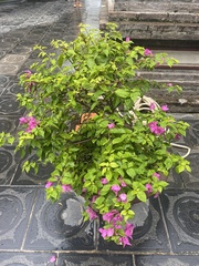 Bougainvillea spectabilis