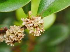 Myrsine chathamica