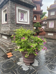 Bougainvillea spectabilis