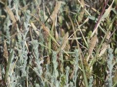 Sporobolus alopecuroides