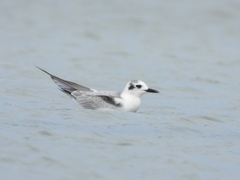 Chlidonias leucopterus