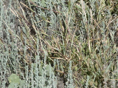 Sporobolus alopecuroides