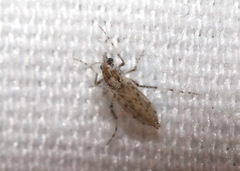 Chaoborus punctipennis