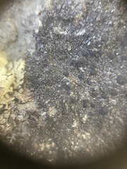 Rhizocarpon bolanderi