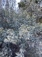 Baccharis salicina