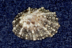 Patellogastropoda