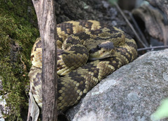 Crotalus molossus molossus