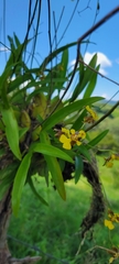 Oncidium suave
