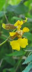 Oncidium suave