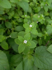 Spermacoce latifolia