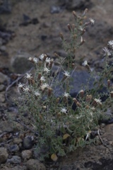Brickellia microphylla