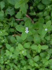 Spermacoce latifolia