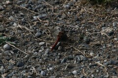 Sympetrum pallipes