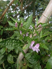 Strobilanthes cusia