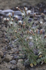 Brickellia microphylla