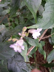 Strobilanthes cusia