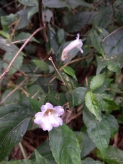 Strobilanthes cusia