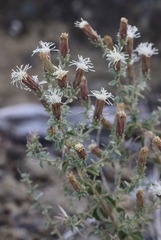 Brickellia microphylla
