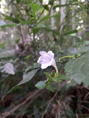 Strobilanthes cusia