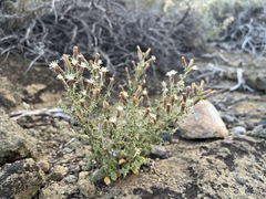 Brickellia microphylla