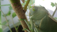 Stilpnochlora azteca