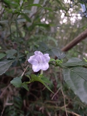 Strobilanthes cusia