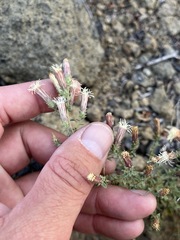 Brickellia microphylla