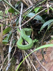 Trimeresurus rubeus