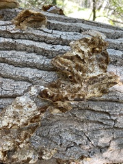 Coriolopsis gallica
