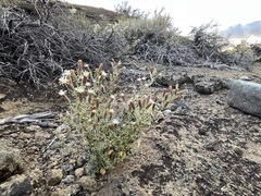 Brickellia microphylla