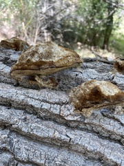 Coriolopsis gallica