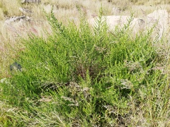 Baccharis pteronioides