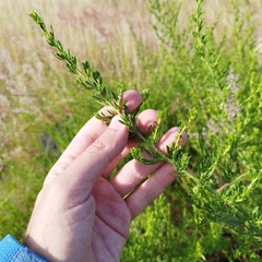 Baccharis pteronioides