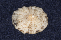 Patella