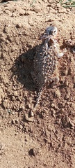 Phrynosoma coronatum
