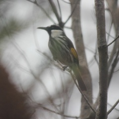 Phylidonyris niger
