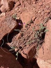 Astragalus zionis