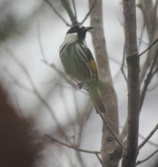 Phylidonyris niger