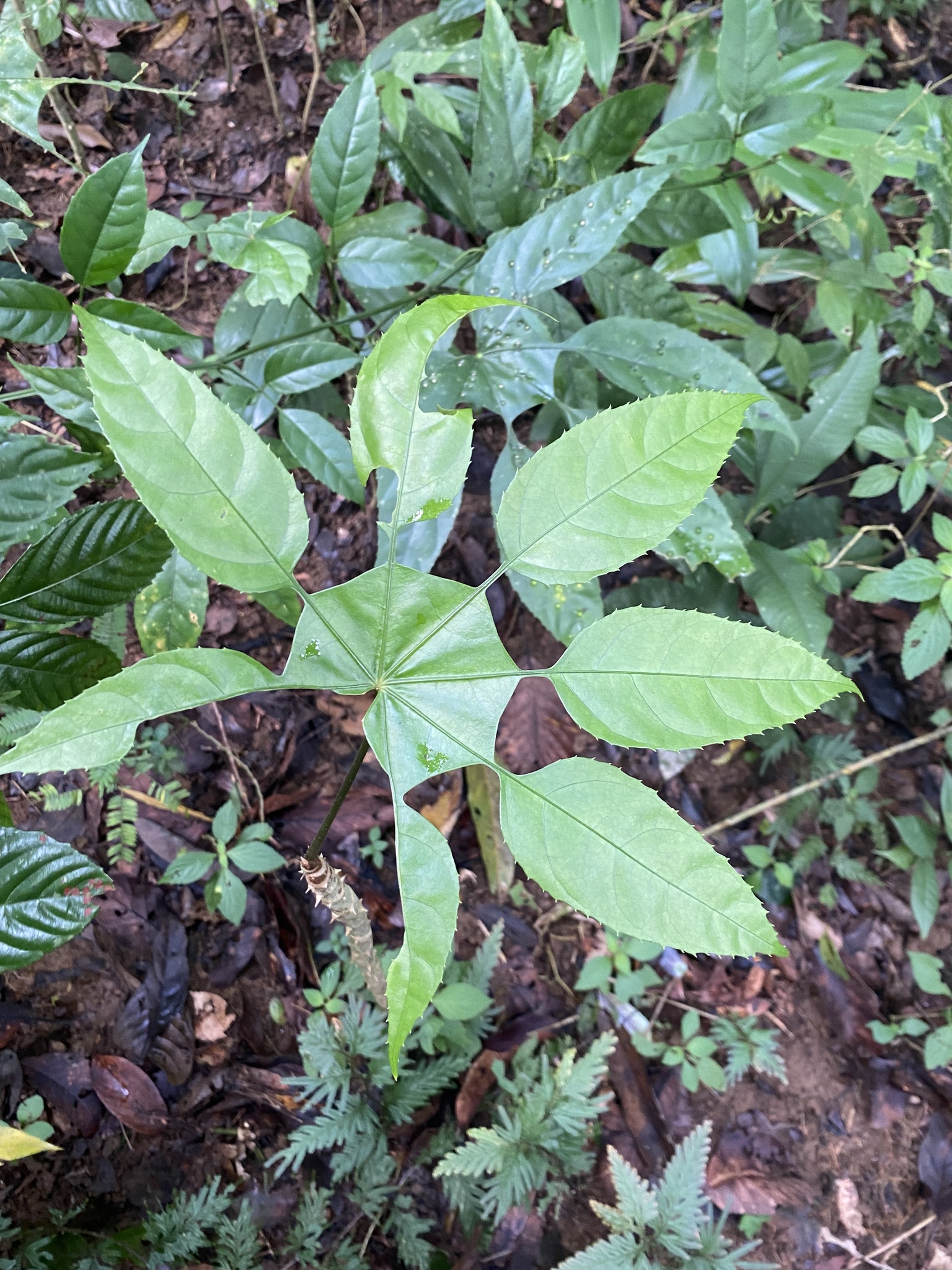 Trevesia palmata — ảnh 2