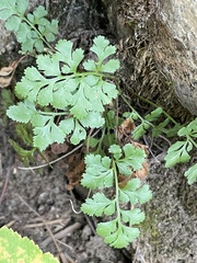 Cryptogramma acrostichoides