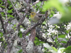 Zosterops tenuirostris