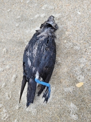 Pelecanoides urinatrix