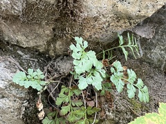 Cryptogramma acrostichoides