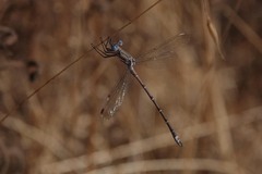 Archilestes
