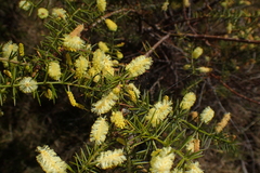 Acacia verticillata verticillata