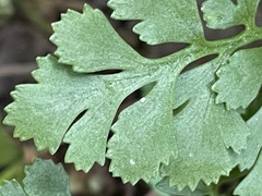 Cryptogramma acrostichoides