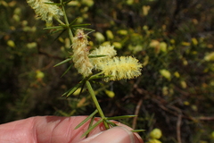 Acacia verticillata verticillata