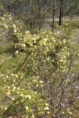 Acacia verticillata verticillata